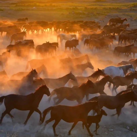 Cappadocia wild horses