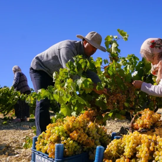 grape harvest in cappadocia farm